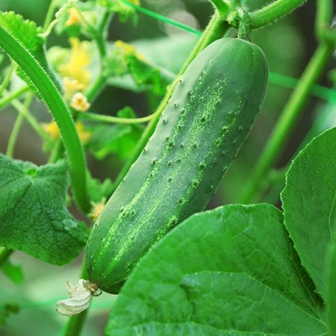 pepino-de-cristal