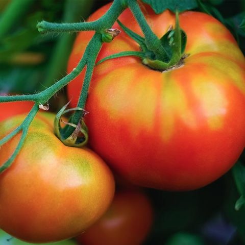 tomate-moruno-calizo