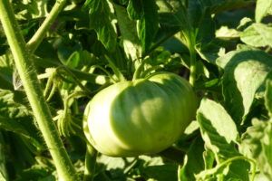 De esa "alianza clave" con la naturaleza, de esos ciclos largos y de esas condiciones climáticas, obtendremos productos que conservaran todo su sabor y su identidad