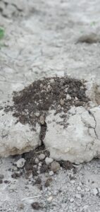 “Introducimos en el surco una mezcla de tierra y estiércol de oveja, que servirá, durante todo el proceso vegetativo de la planta, como reserva alimenticia. “  