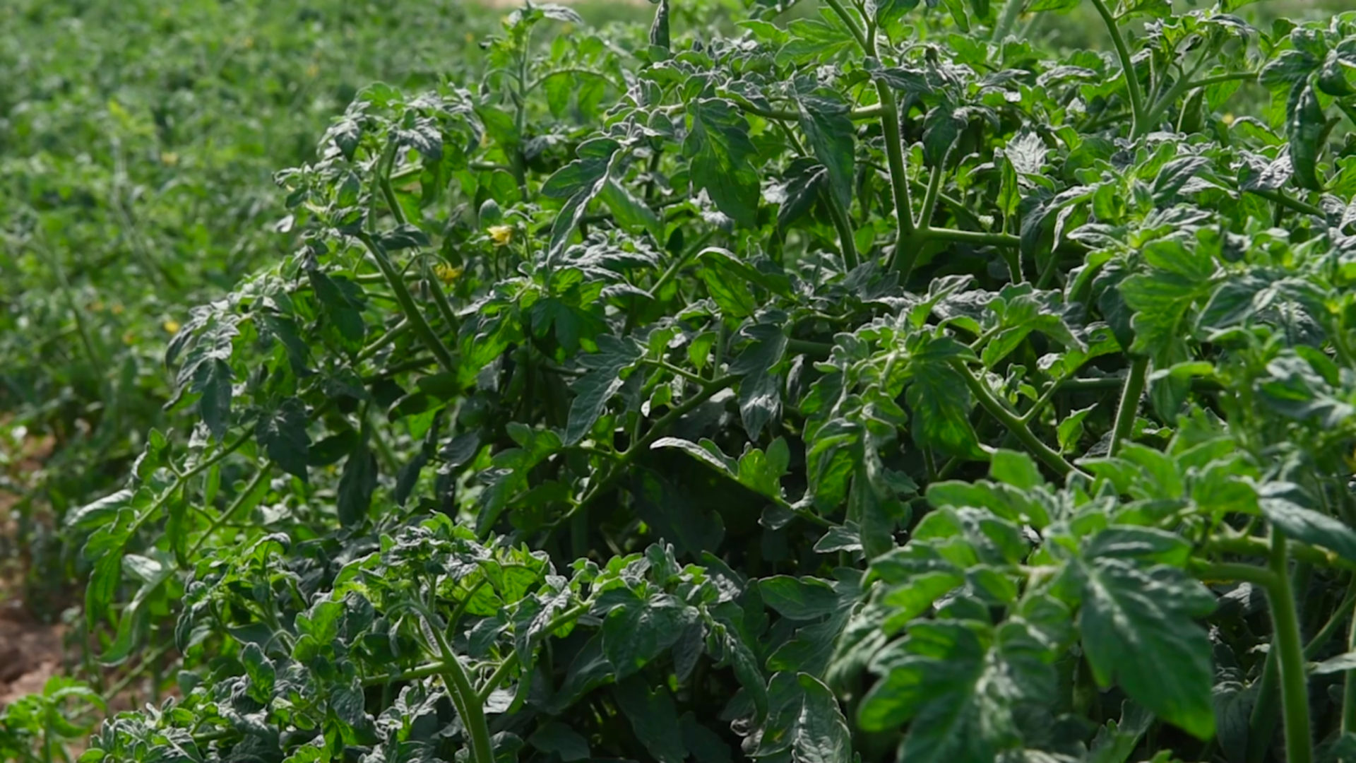 Las plantas para evitar una excesiva evaporación de agua, cuando las temperaturas son altas, cierran sus estomas para no deshidratarse