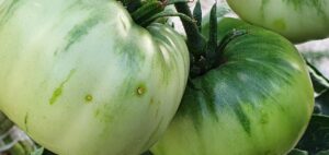 “Como en las personas, las cicatrices cuentan las historias de los avatares de su vida. Sin embargo, estas marcas no comprometerán la calidad ni el sabor de los tomates”