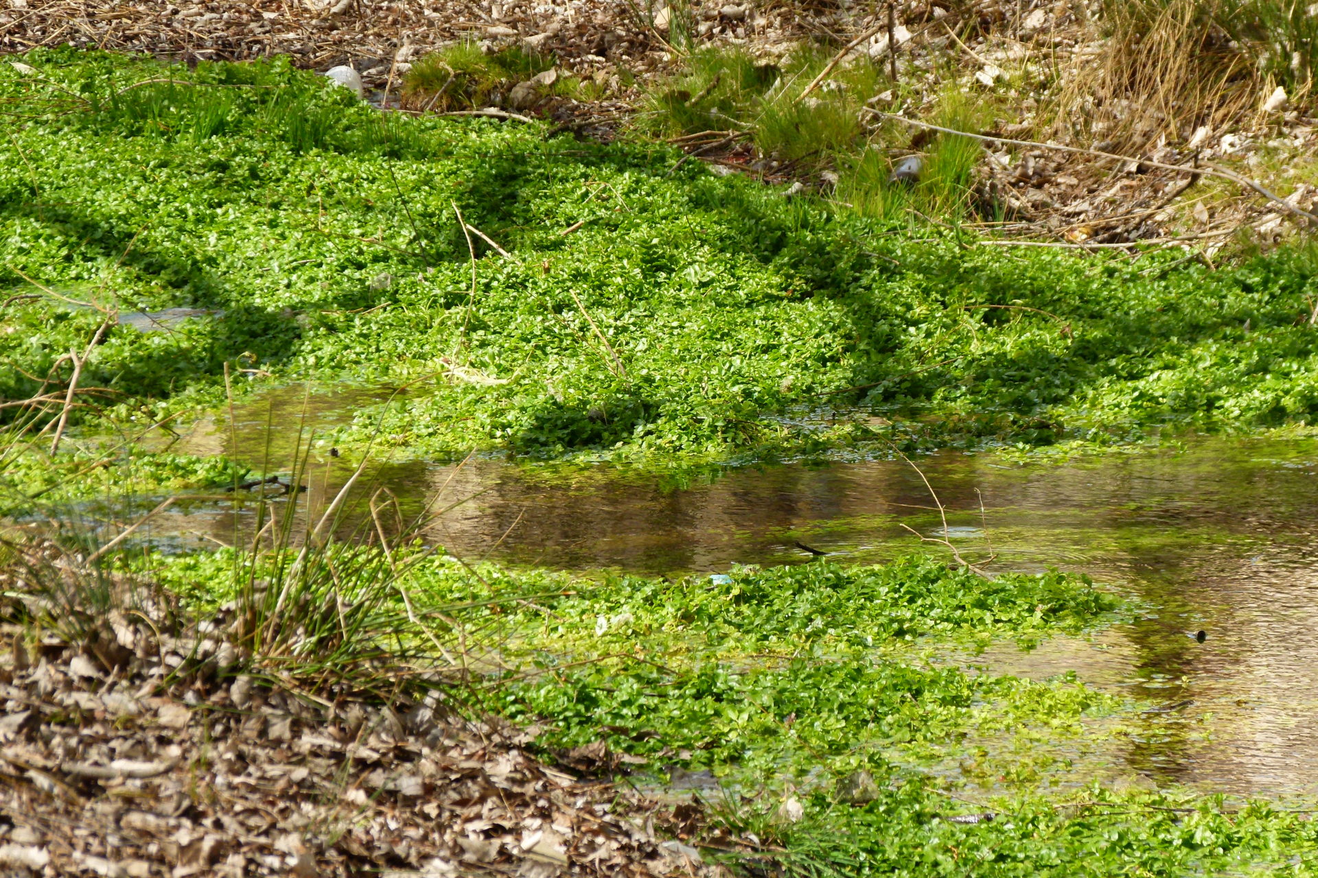 El agua para el riego de las plantas, es captada directamente del manantial, lo que garantiza la salubridad y seguridad de la misma.