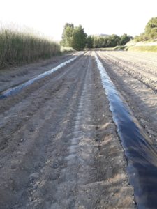Lo que antes suponía un residuo, hoy se convierte en un recurso aprovechable en campañas venideras
