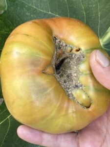“Estas imperfecciones se deben a la propia genética del tomate o a estrés de cuajado de la flor, pero solo influirá en el aprovechamiento del tomate”