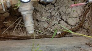 “Una preciosa e inofensiva culebra de escalera, que vive en nuestra boca de riego y que contribuye al equilibrio de la fauna de nuestro huerto”
