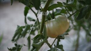 “Las plantas por fin disfrutan de unas condiciones ideales de desarrollo”