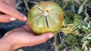 “Los tomates se rajan por diferencias térmicas entre el día y la noche, pero no comprometen ni su sabor ni su calidad”