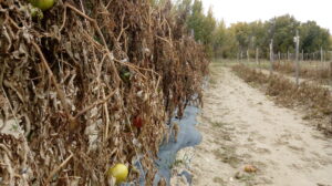 “Plantas de tomate necrosadas por el efecto del hielo”