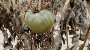 “Los tomates, tras las heladas, ya no maduraran”